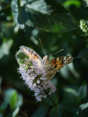 Beautiful butterfly on flowers in summer