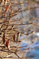 branch of a tree in snow