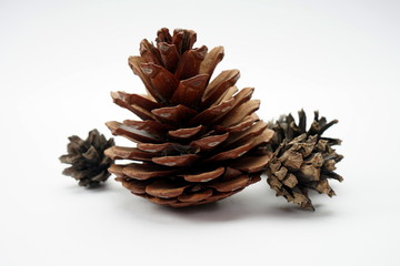 Pine cones isolated on a light background