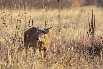 Whitetail Buck in Colorado During the Fall Rut