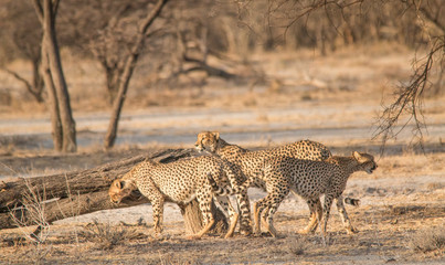 Three brother cheetahs hanging around, Etosha national park, Namibia, Africa