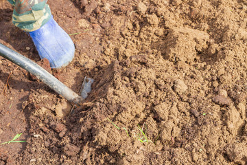 A man drips earth with a shovel in early summer