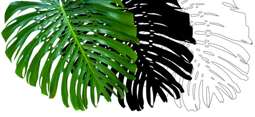 Feuilles de philodendron monstera 