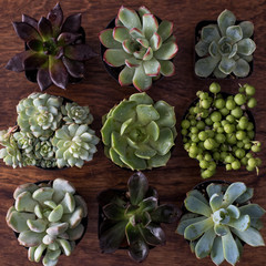 Succulent plants arranged on wooden background