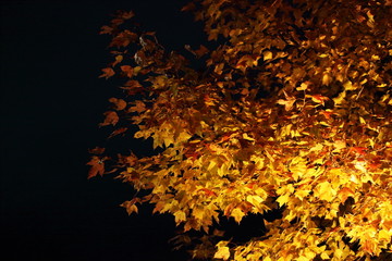 ライトアップされた紅葉