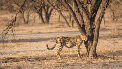Cheetah walking and standing in the savanna, Etosha national park, Namibia, Africa