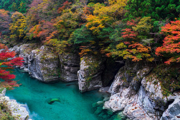 祖谷渓紅葉