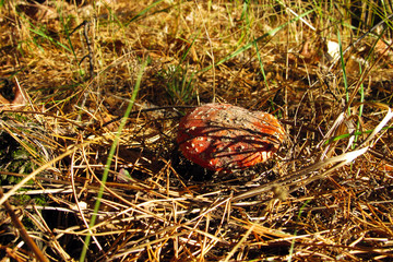 A beautiful summer landscape that can be seen traveling without a car.