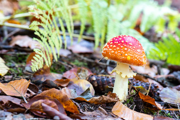 Amanita muscaria - Fly Agaric mushroom-France, autumn