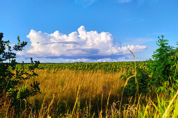 A beautiful summer landscape that can be seen traveling without a car.