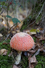 Mushroom