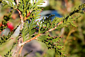 Thuja green tree branch