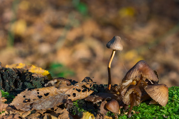 Autumn sunny day nature plant outdoor