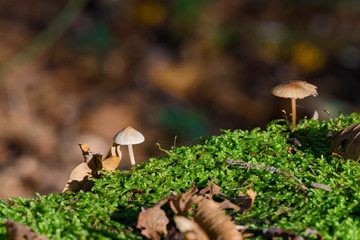 Autumn sunny day nature plant outdoor