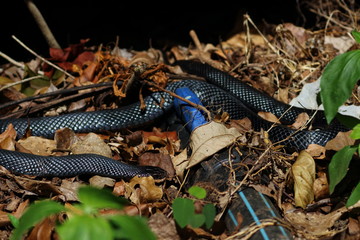 red bellied black snake
