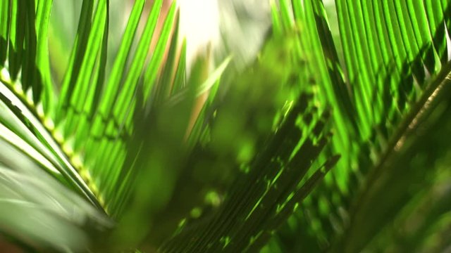 Cycas revoluta (sago palm, king sago, sago cycad, Japanese sago palm), is a species of gymnosperm in the family Cycadaceae, native to southern Japan , palm leaf details background with sunlight on it 