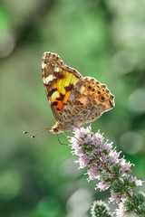 Fototapeta na wymiar Beautiful butterfly on flowers in summer