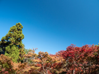 秋晴れの青空と平林寺の風景