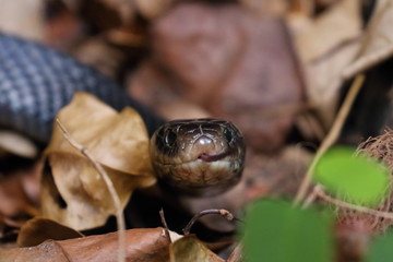 red bellied black snake
