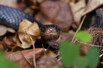 red bellied black snake