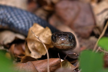 red bellied black snake