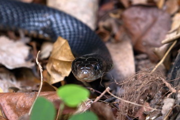 red bellied black snake