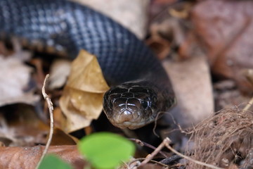 red bellied black snake