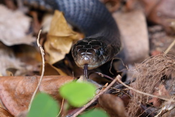 red bellied black snake