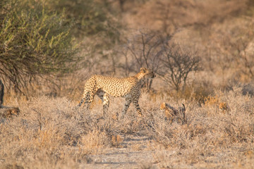 Mother and five cubs walking and playing, Etosha national park, Namibia, Africa