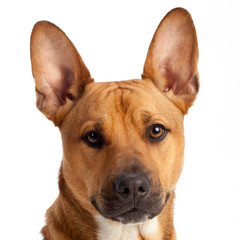Head of a dog looking at the camera. Studio shot. White background