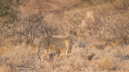 Mother and five cubs walking and playing, Etosha national park, Namibia, Africa