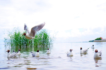 A flock of seagulls flies and swims on a pond on a summer day
