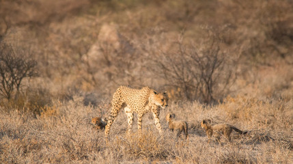 Mother and five cubs walking and playing, Etosha national park, Namibia, Africa