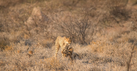 Mother and five cubs walking and playing, Etosha national park, Namibia, Africa