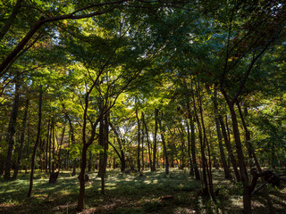 Fototapeta na wymiar 平林寺　武蔵野の森