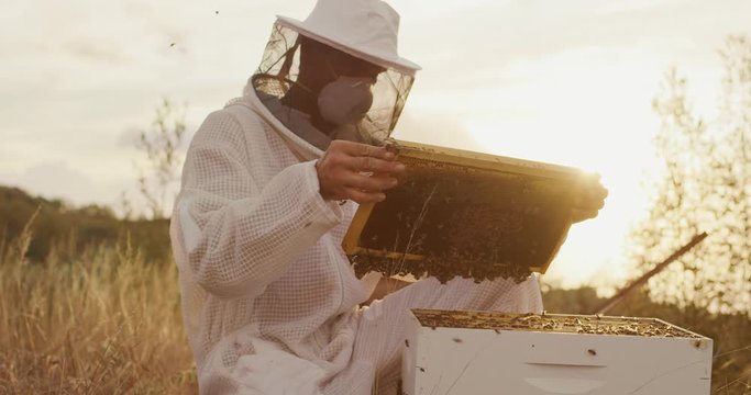 Honey beekeeper harvesting honey at sunset from a honeycomb, beekeeper inspecting his honey bees and honeycomb