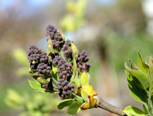 buds of lilac