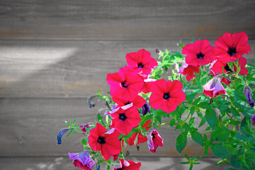 Red bright petunia flowers blooming against the background of a wall of planks.
