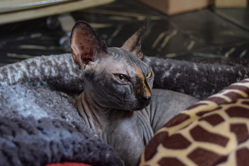 gray sphinx cat puppy tucked on a giraffe bed in winter on a cloudy day