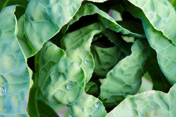 Obraz premium background of green leaves