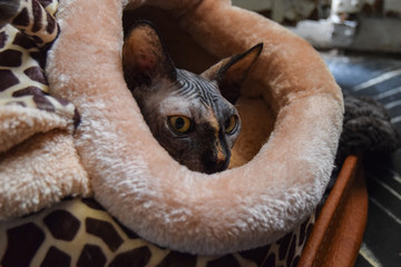 Naklejka premium gray sphinx cat puppy tucked into a giraffe bed in winter on a cloudy day