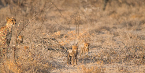 Mother and five cubs walking and playing, Etosha national park, Namibia, Africa