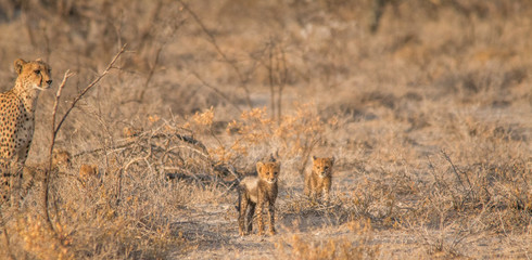 Mother and five cubs walking and playing, Etosha national park, Namibia, Africa