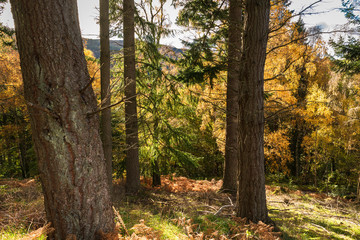 Colourful autumnal sunshine lighting up the deciduous foliage nestled amongst the coniferous trees, Perth and Kinross, Scotland.