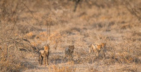 Five cheetah cubs playing around, Etosha national park, Namibia, Africa