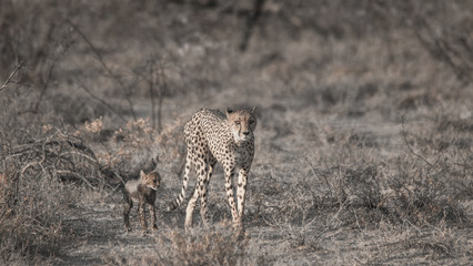 Mother and five cubs walking and playing, Etosha national park, Namibia, Africa