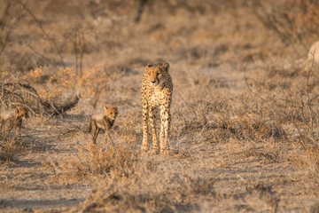 Mother and five cubs walking and playing, Etosha national park, Namibia, Africa