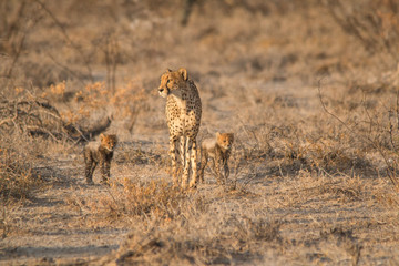 Mother and five cubs walking and playing, Etosha national park, Namibia, Africa