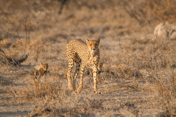 Naklejka na ściany i meble Mother and five cubs walking and playing, Etosha national park, Namibia, Africa