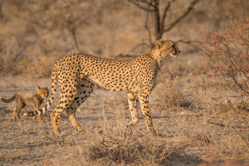 Mother and five cubs walking and playing, Etosha national park, Namibia, Africa